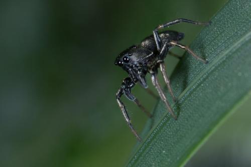 Heliophanus sp.